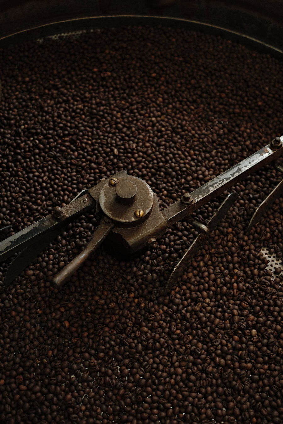 Freshly roasted coffee beans in a roaster drum